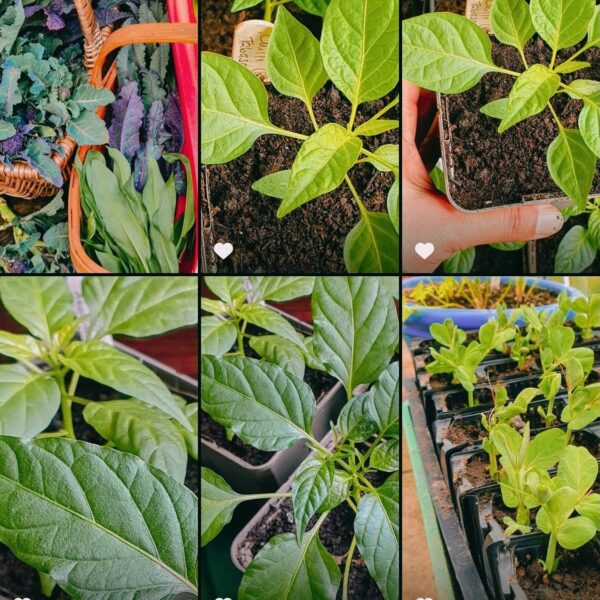 Nature’s Path Hand Delivers Gardens For Good Grant