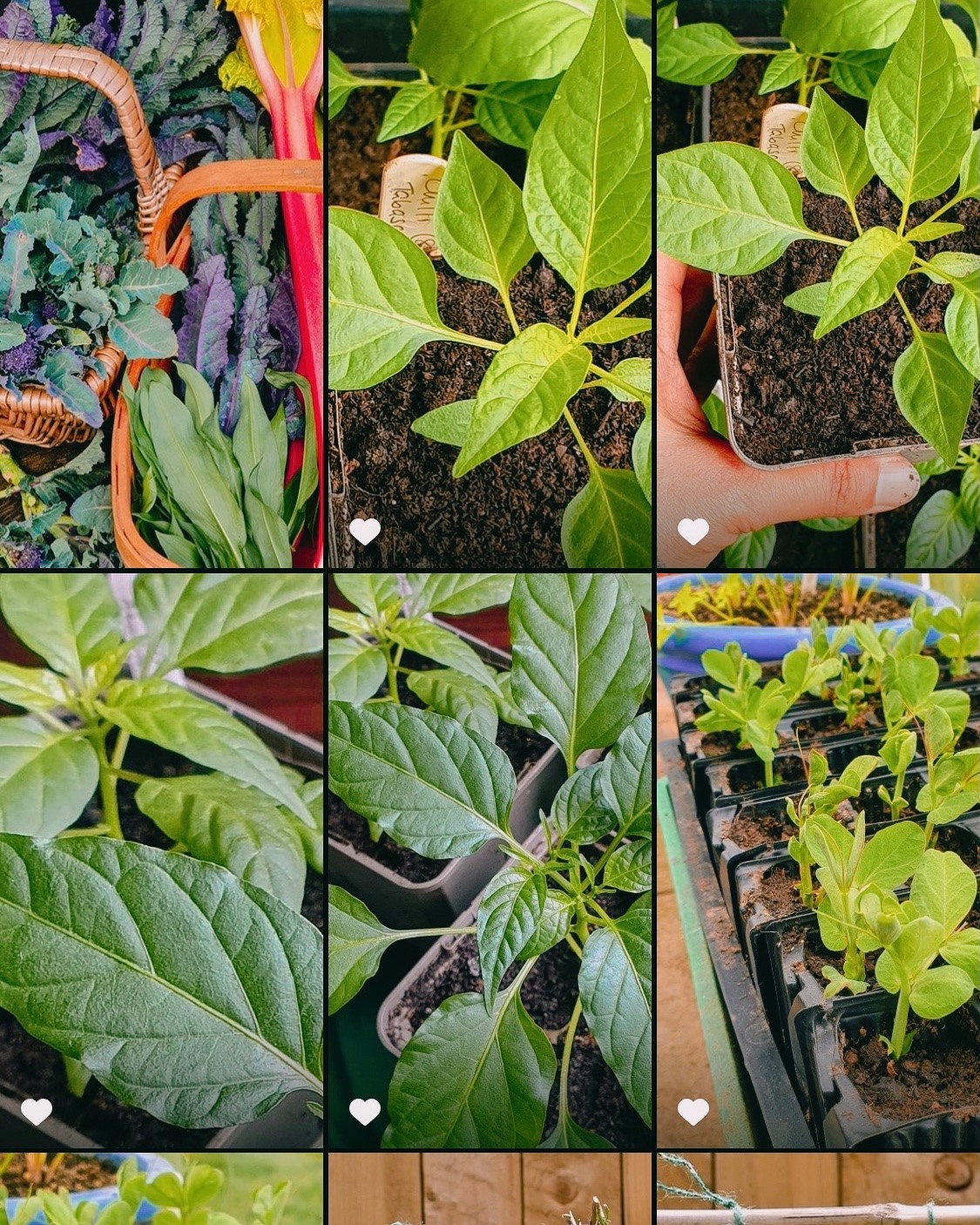 Nature’s Path Hand Delivers Gardens For Good Grant